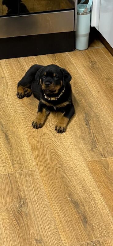 Rottweiler puppies for sale in Stoke-on-Trent, Staffordshire – 9 months old - Image 3 of 3