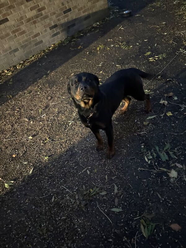 Rottweiler Puppies For Sale