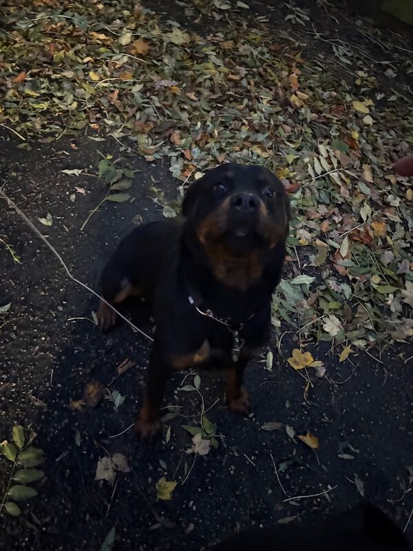 Rottweiler puppies for sale in Stokesley, North Yorkshire – 2 years old - Image 2 of 3