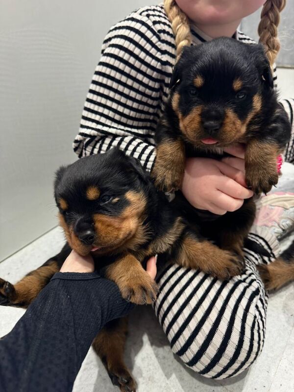 Rottweiler Puppies For Sale