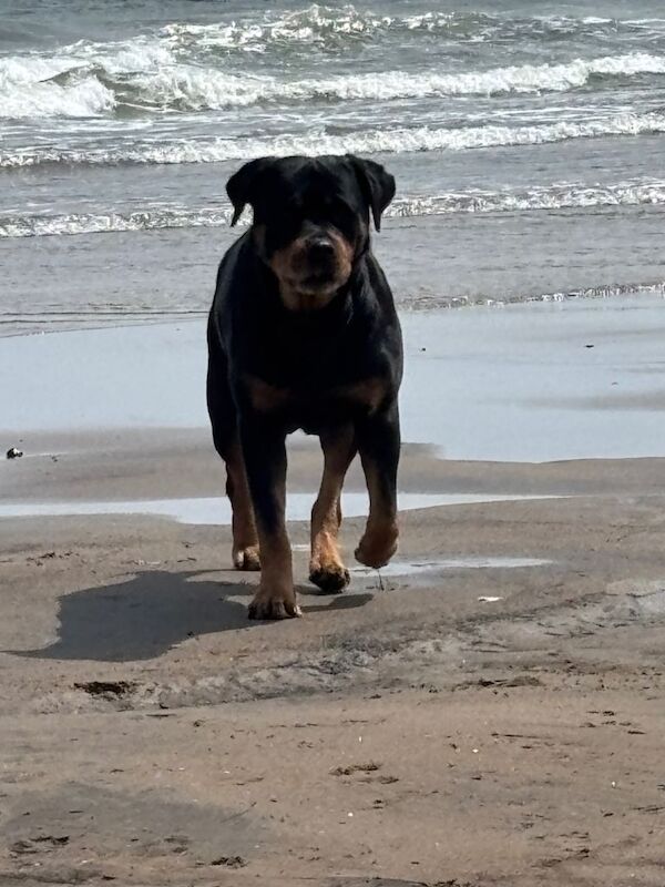 Rottweiler huge chunky pups. ready now. 2 girls left - Image 2 of 4