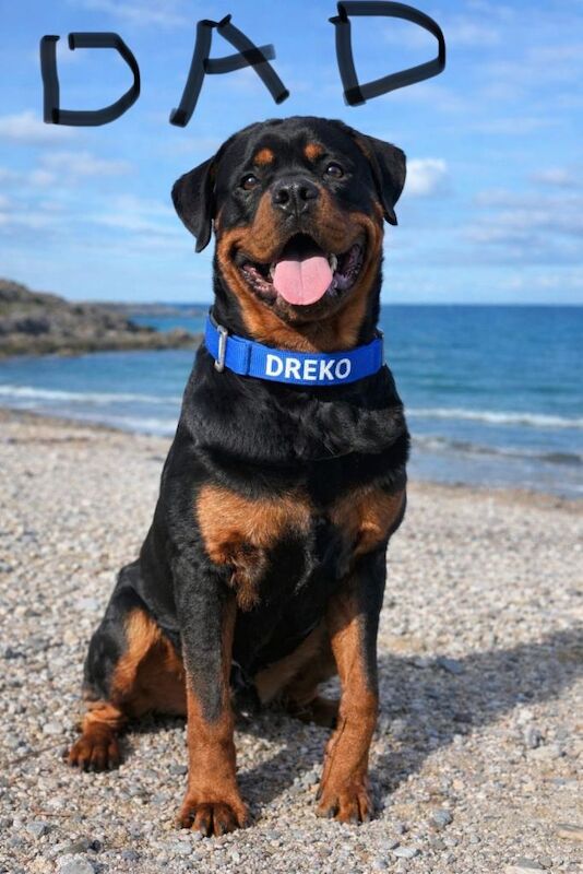 Rottweiler huge chunky pups. ready now. 2 girls left - Image 3 of 4