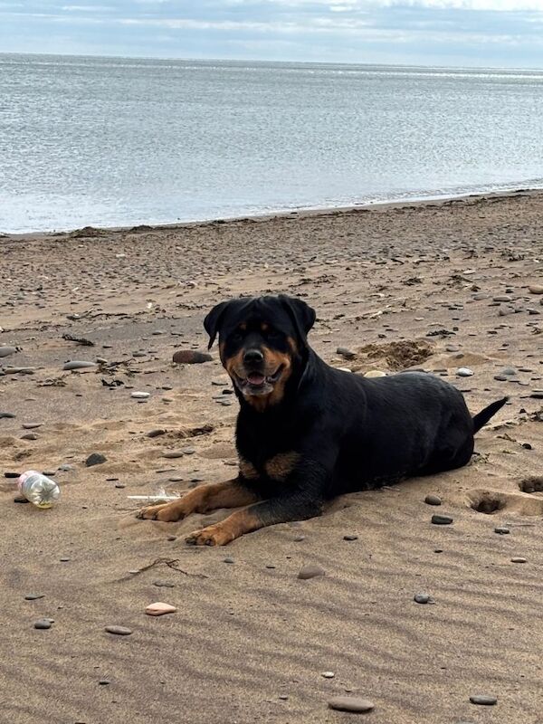 Rottweiler huge chunky pups. ready now. 2 girls left - Image 4 of 4