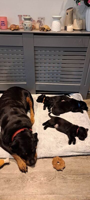 Rottweiler/ labrador