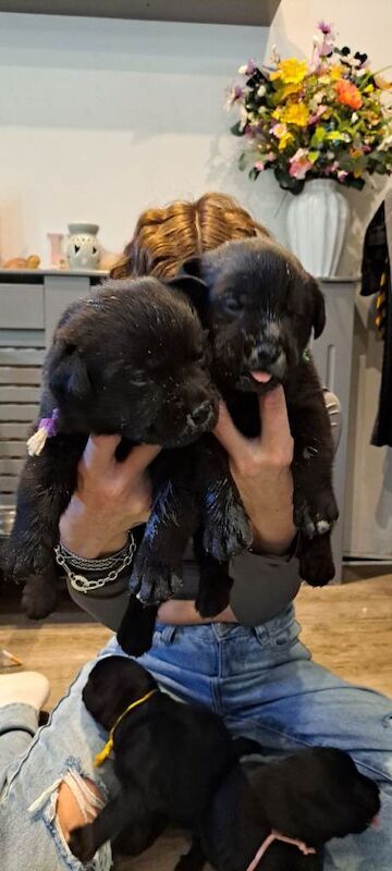 Rottweiler/ labrador - Image 2 of 4