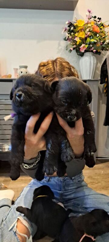 Rottweiler/ labrador - Image 3 of 4