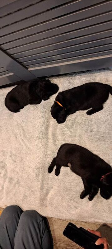 Rottweiler/ labrador - Image 4 of 4