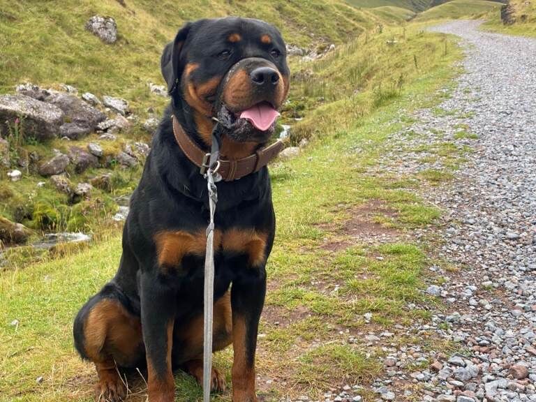 Rottweiler Puppies For Sale
