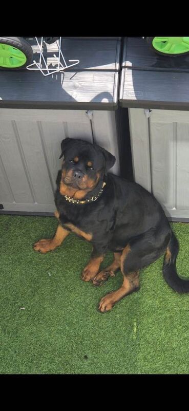 Kennel Club Registered Rottweiler Puppies For Sale