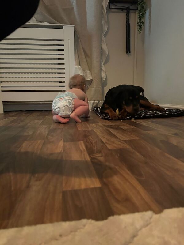 Rottweiler puppies for sale in Grimsby, Lincolnshire – 7 months old