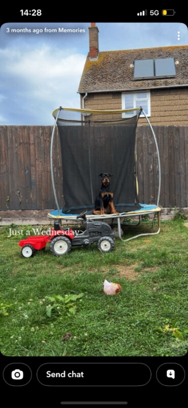 Rottweiler puppies for sale in Grimsby, Lincolnshire – 7 months old - Image 2 of 3