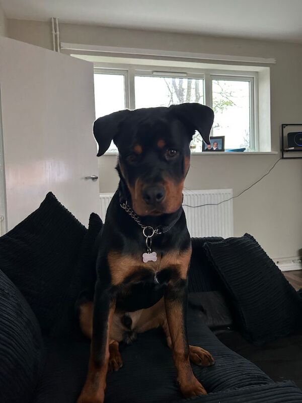 Rottweiler puppies for sale in Grimsby, Lincolnshire – 7 months old - Image 3 of 3