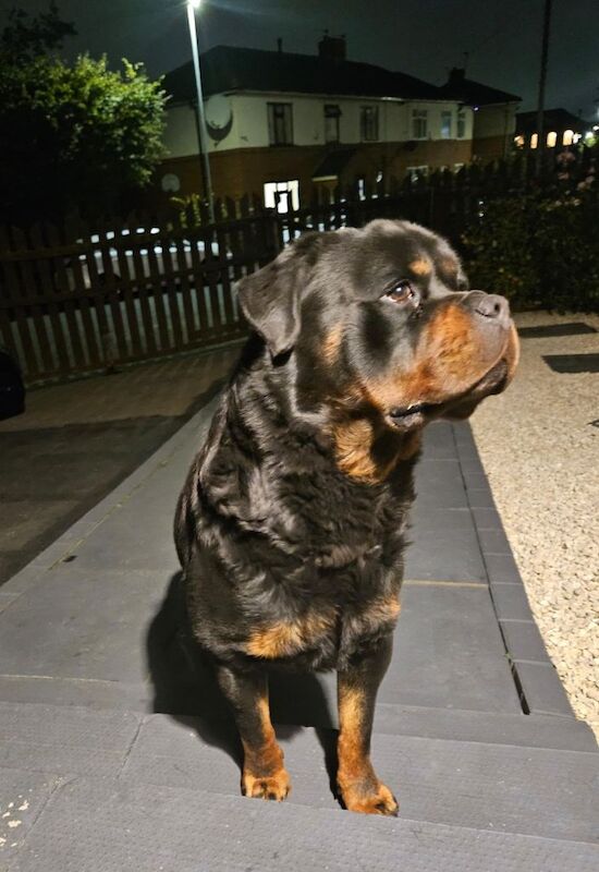 Rottweiler puppies for sale in Heckmondwike, West Yorkshire – 4 years old