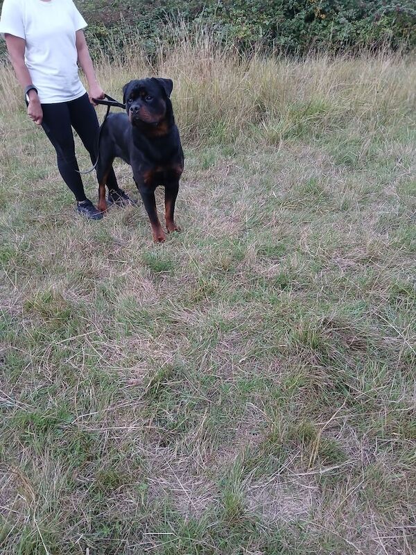 Rottweiler puppies for sale in East Acton, Greater London – 7 months old