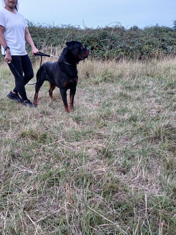 Rottweiler puppies for sale in East Acton, Greater London – 7 months old - Image 2 of 3
