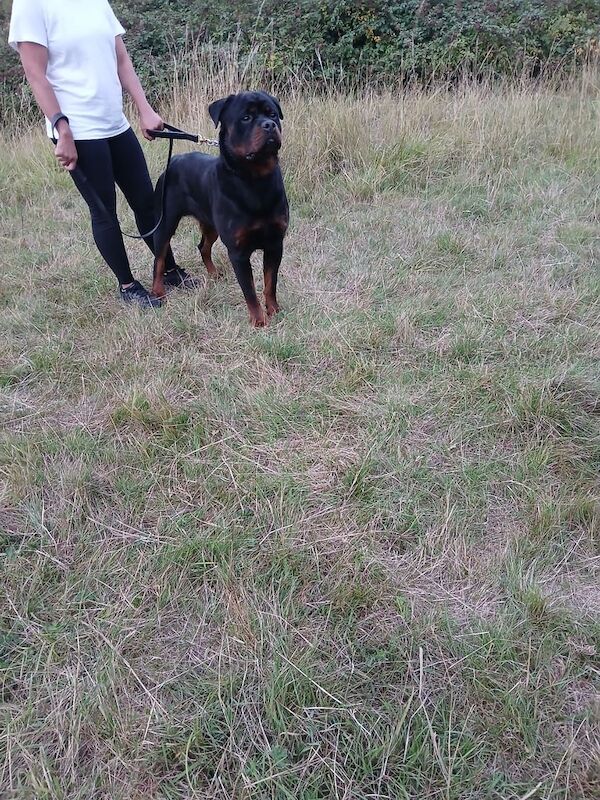 Rottweiler puppies for sale in East Acton, Greater London – 7 months old - Image 3 of 3