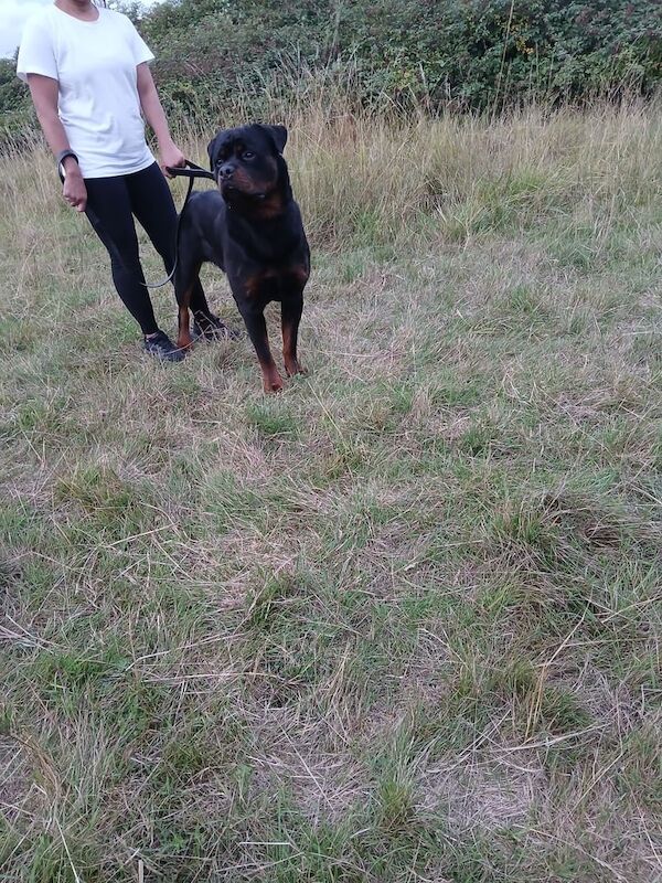 Rottweiler puppies for sale in East Acton, Greater London – 8 months old