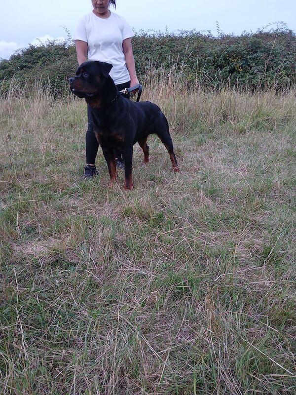 Rottweiler puppies for sale in East Acton, Greater London – 8 months old - Image 3 of 3
