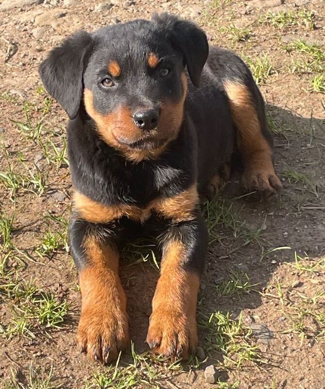 Rottweiler Puppies For Sale