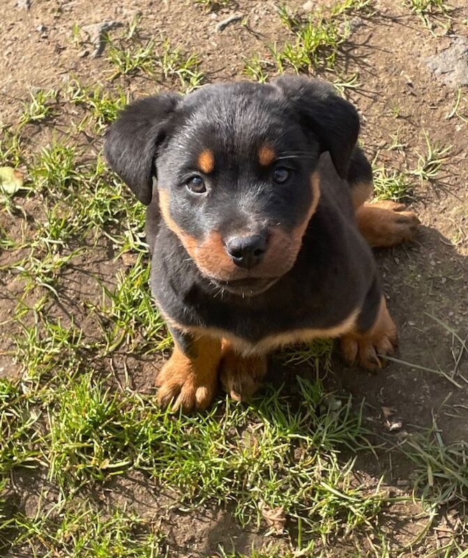 Rottweiler Male Pup For Sale - Image 2 of 5