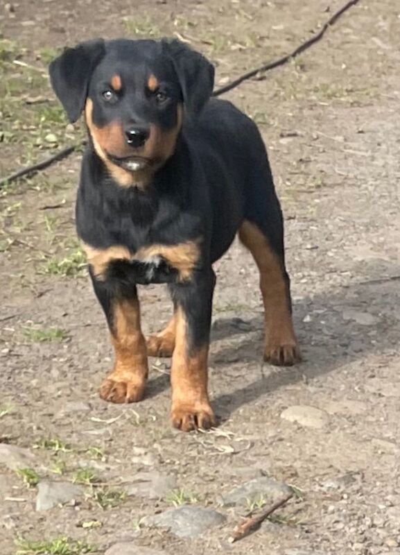 Rottweiler Male Pup For Sale - Image 3 of 5