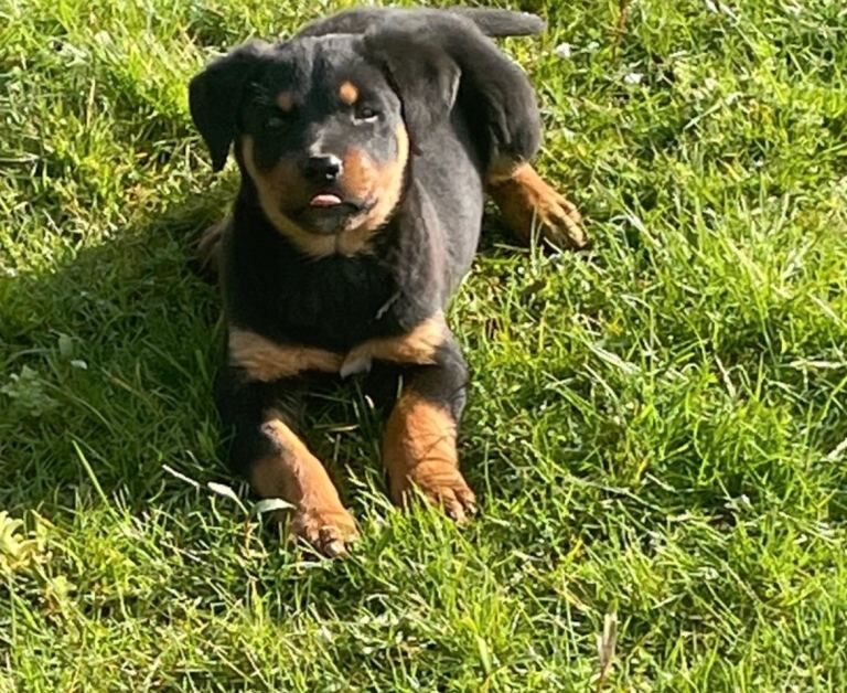 Rottweiler Male Pup For Sale - Image 4 of 5