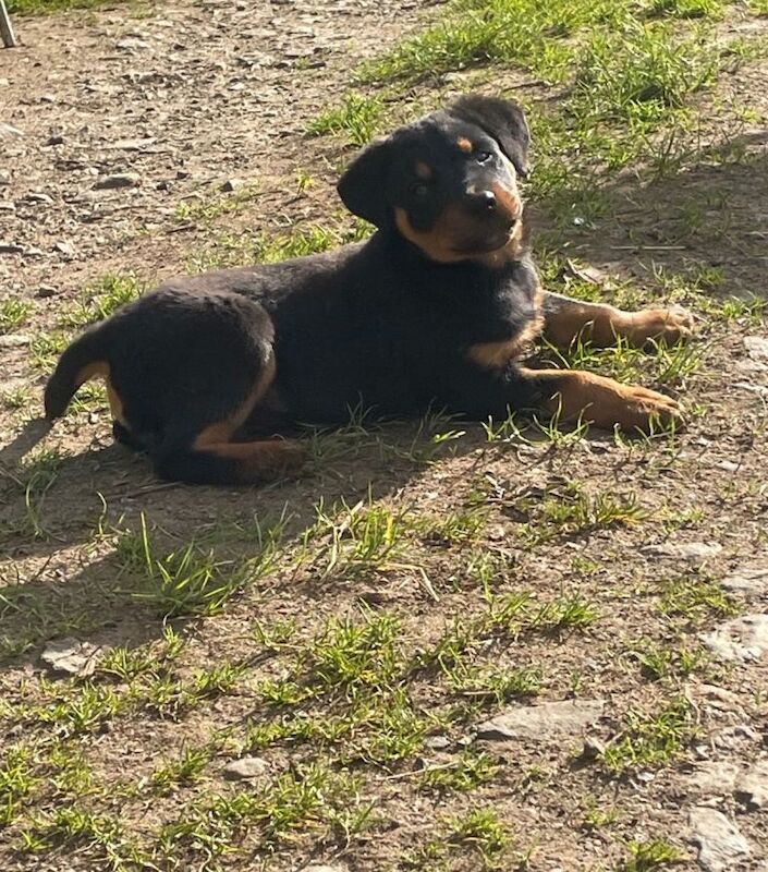 Rottweiler Male Pup For Sale - Image 5 of 5