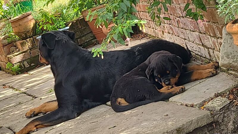 Kennel Club Registered Rottweiler Puppies For Sale