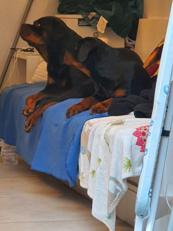 Rottweiler male puppy 4 months old full kc - Image 2 of 3
