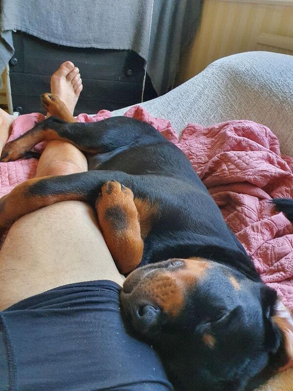 Rottweiler male puppy 4 months old full kc - Image 3 of 3