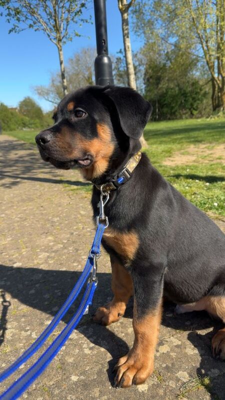 Rottweiler Mix