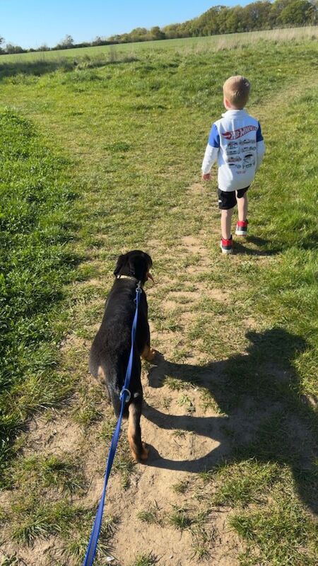 Rottweiler Mix - Image 2 of 4