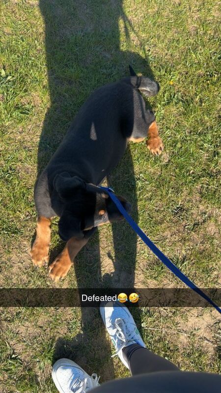 Rottweiler Mix - Image 3 of 4