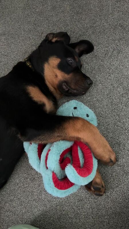 Rottweiler Mix - Image 4 of 4