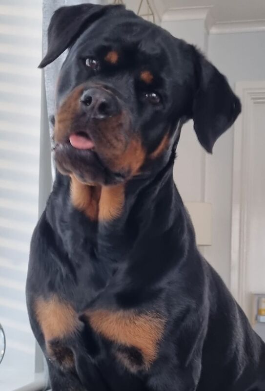 rottweiler needing to be rehomed for sale in Leeds, West Yorkshire | Image 2