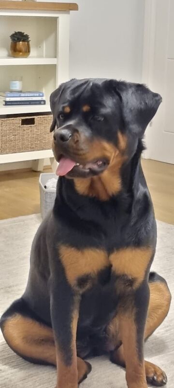 rottweiler needing to be rehomed for sale in Leeds, West Yorkshire | Image 3