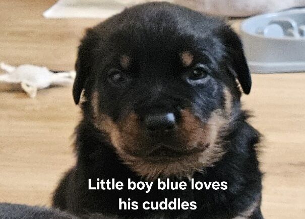 Rottweiler puppies for sale in West Wycombe, Buckinghamshire – 1 year old - Image 2 of 10