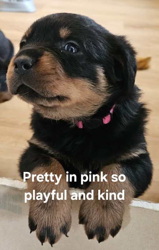 Rottweiler puppies for sale in West Wycombe, Buckinghamshire | Image 3