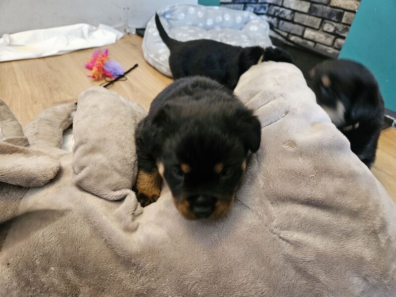 Rottweiler puppies for sale in West Wycombe, Buckinghamshire | Image 4