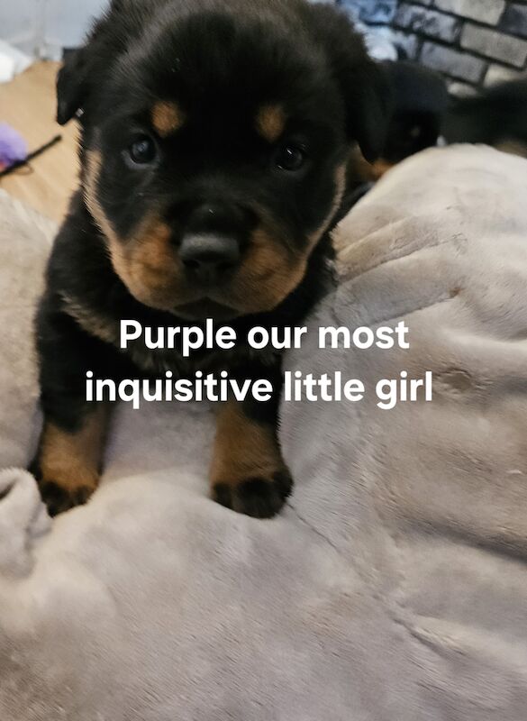 Rottweiler puppies for sale in West Wycombe, Buckinghamshire – 1 year old - Image 5 of 10