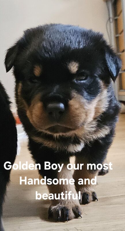 Rottweiler puppies for sale in West Wycombe, Buckinghamshire – 1 year old - Image 6 of 10