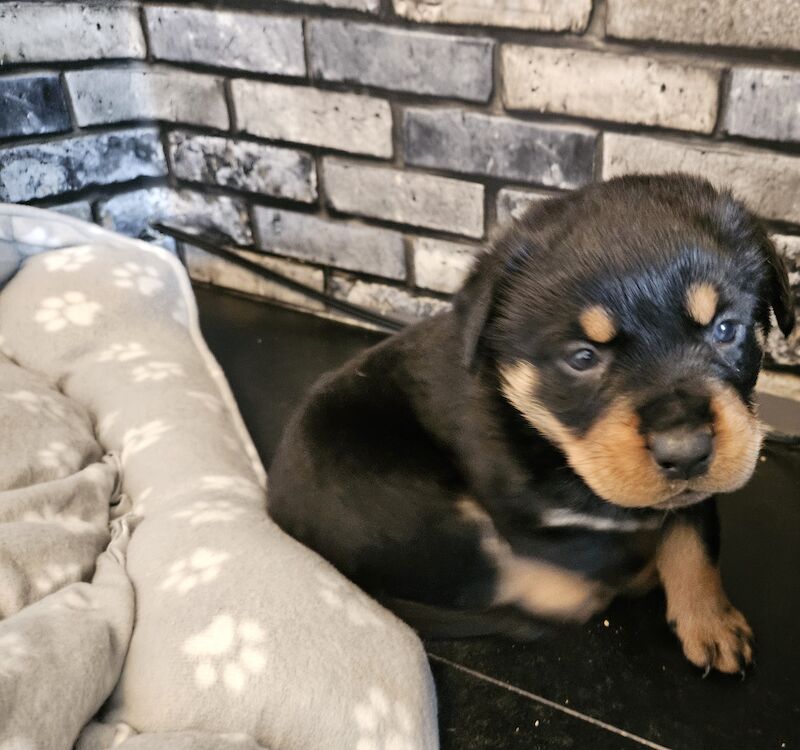 Rottweiler puppies for sale in West Wycombe, Buckinghamshire – 1 year old - Image 7 of 10