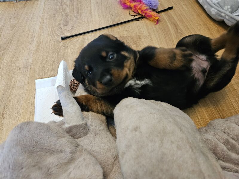 Rottweiler puppies for sale in West Wycombe, Buckinghamshire – 1 year old - Image 8 of 10