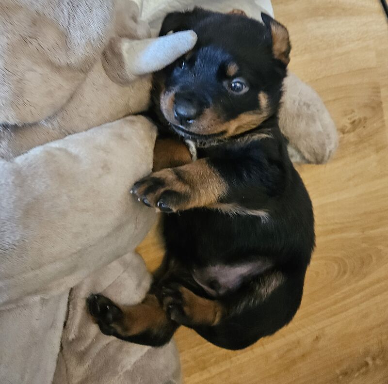 Rottweiler puppies for sale in West Wycombe, Buckinghamshire – 1 year old - Image 9 of 10