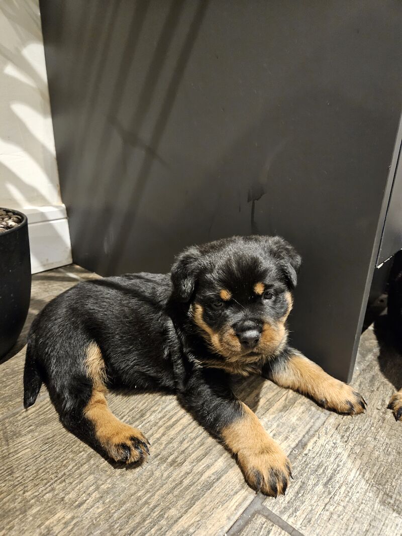 Rottweiler puppies for sale in West Wycombe, Buckinghamshire – 1 year old - Image 10 of 10