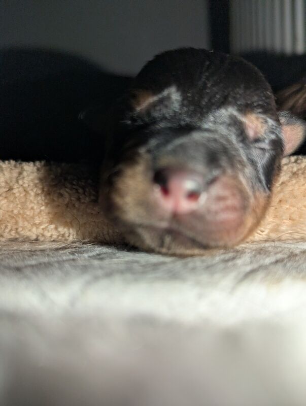 Rottweiler puppies for sale in Ashford, Kent