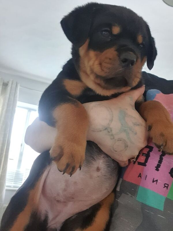 Rottweiler puppies - Image 2 of 3