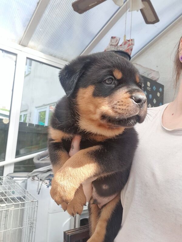 Rottweiler puppies - Image 3 of 3