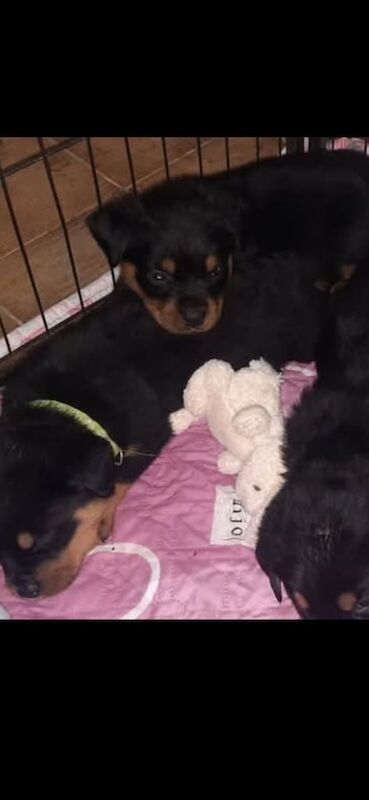 Rottweiler puppies for sale in Ballymena, County Antrim