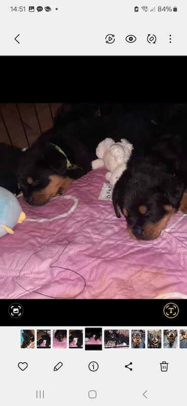 Rottweiler puppies for sale in Ballymena, County Antrim - Image 2